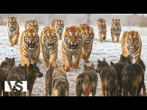 A YEAR IN SIBERIA | Twelve Months of Ice, Hunger, and Animal Survival - Wildlife Documentary