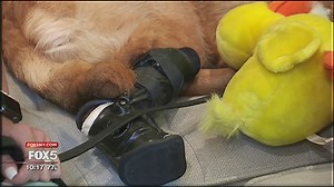 Prosthetic limbs are changing dogs' lives