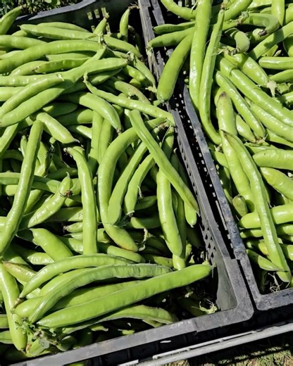 CERES Environment Park on Reels