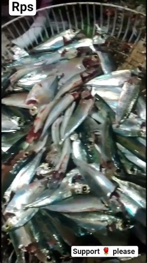 🦈 Night mod today giving fresh fish 🦈..#naturalvideo #beach #sea #fish #giving #youtubeshorts