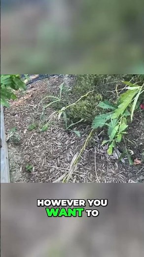 Harvesting Okra Seeds: A Step-by-Step Guide #shorts