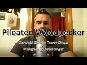 How To Pronounce Pileated Woodpecker