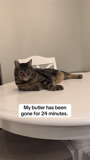 Milo | Milo uses the Furbo Mini 360° to summon us home 😂 With Rotating 360° View, Nanny chat, and AI Smart Alerts. We are always in the know when... | Instagram