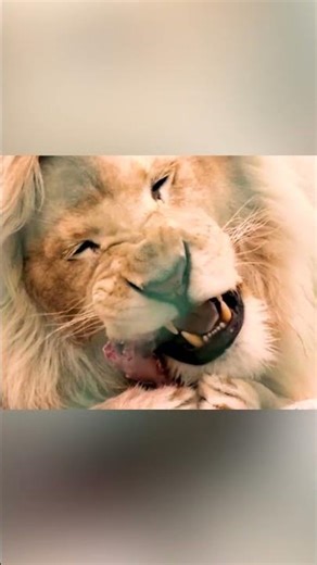 जंगल का राजा LIVE शिकार खा रहा है 😳🦁 | Lion Eating Prey Footage