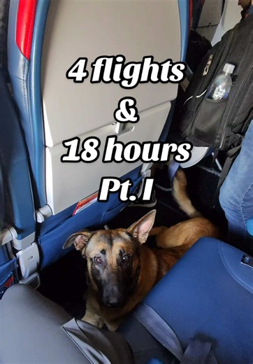 Dog's Exhaustion After Long Travel Day