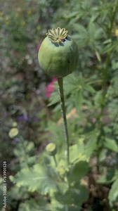 Opium poppy or breadseed poppy (Papaver somniferum) plant seed pod capsule with green leaves in flower garden, vertical orientation