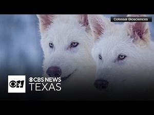 Dallas-based biotech company brings wolf back from extinction