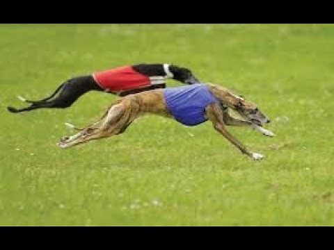 AKC Specialty Lure Coursing
