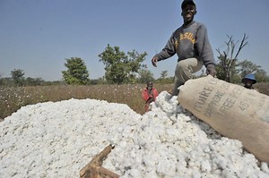 Culture du coton / Les graves effets du changement climatique: les cotonculteurs grognent - Abidjan.net News
