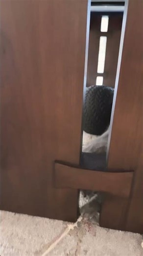 #cat playing with yarn