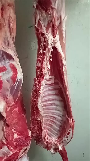 Videos de Fsu Ts (@fsu.ts) con “الصوت الأصلي - سهيل أميلاس”