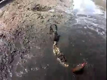 21K views · 1.3K reactions | catching Big mud CRAB using bare hand in muddy water呂呂 | Fishing TV | Facebook