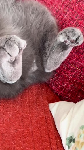 #котики #animals #настроение #lovecat #cat #доброеутро #красавчик #smile #хочуврек