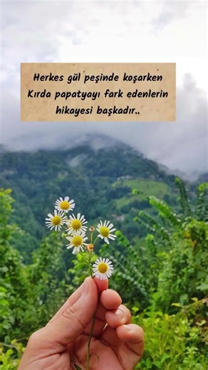 Papatya severlere 🌼 #nature #love #keşfet #öneçıkar #anlamlısözler #doğasevgisi #dağlar #gökyüzü