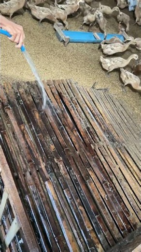 Maintaining a Clean Duck Coop for Maximum Egg Production