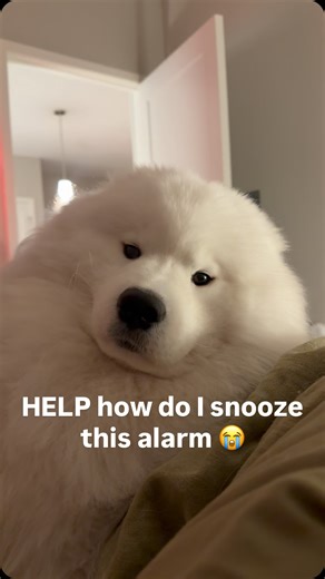 ​BODHI & BEEMO THE SAMOYEDS on Instagram: "Personal alarm that never fails to remind you that it’s mealtime. . . . . . . . . #bodhithesamoyed #samoyed #samoyedpuppy #samoyedlife #samoyedlove #samoyedpage #samoyeddog #samoyedclub #samoyedworld #samoyedsmile #samoyedofinstagram #samoyedofig #sammy #dogsofmsp #dogstyle #dogsoginstagram #dogsofig #cute #cuddly #itssofluffyimgonnadie #floofy #floof #fluffy #puppies #puppy #dogs #animals #pets #dogalarm"
