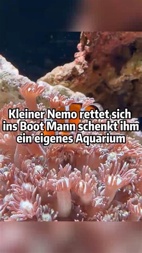 Kleiner Nemo rettet sich ins Boot Mann schenkt ihm ein eigenes Aquarium 🐠#NemoRettung #Meeresfische