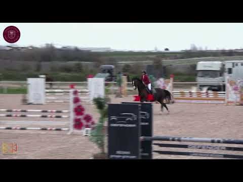 Cheval à vendre - Hongre de 8 ans - equirodi.com