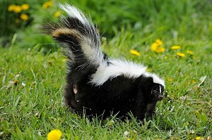 Get Rid of Skunk Odor: What Really Works
