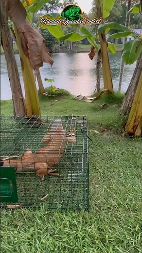 🦎 Trapping Big Iguanas In South Florida #IguanaRemoval #Trapping #SouthFlorida
