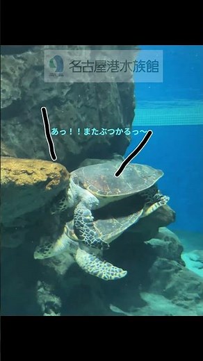 ハプニング #shots #水族館