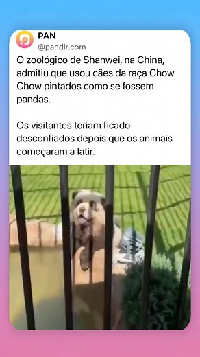 Memes Brasil on Instagram: "Zoológico na China vira meme: visitantes descobrem que os ‘pandas’ eram… cachorros disfarçados . Imagina só a surpresa ao pagar ingresso e dar de cara com um sósia canino do urso mais famoso. E aí, é descuido ou tentativa de enganar geral? Fonte: UOL Notícias, 19.set.2024"