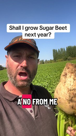 Growing Sugar Beet: A Guide for the Next Year