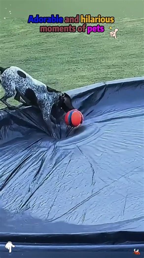 #funny #funnyshorts #viral #viralshorts#comedy #fails#prank#cute#reaction#wholesome #respect#shorts