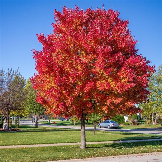 Sunset Red Maple Tree, 5-gallon Live Shade Plant - Etsy