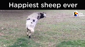 This rescued sheep is just SO excited about life. Love all animals - https://challenge22.com/?group=583 Video by: Keren Aronoff Masser with Abbe-Freeland Animal Sanctuary, Inc. and The Dodo | Animal Save Movement