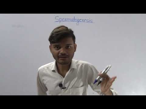 Spermatogenesis | Class 12 | NCERT