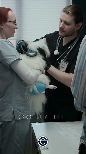 😃CURSO ONLINE AUXILIAR VETERINÁRIO