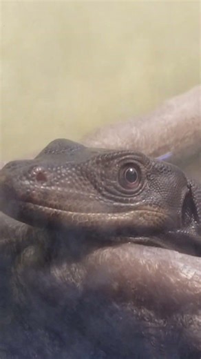 SOAKING DRAGON black Asian water monitor NYX relaxing #lizard #reptiles