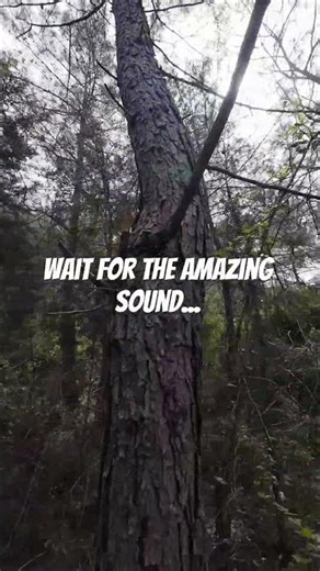 Blackbird Whistle for Whistle-Nature ASMR #nature #natural #naturelovers #hikingadventures