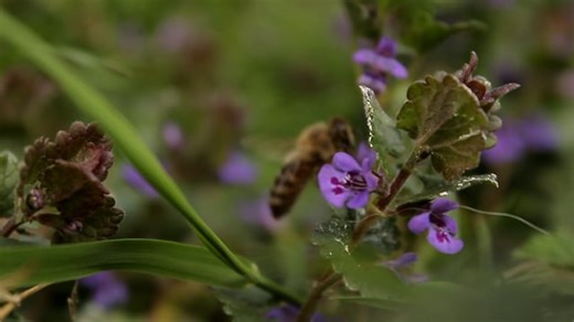 Bee, Pollination, Insect. Free Stock Video