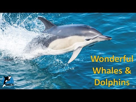 ORCA Lesson 1: An Introduction to Whales, Dolphins & Porpoises
