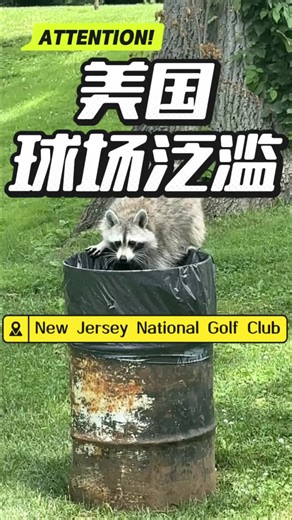 巨型鳄鱼现身美国高尔夫球场