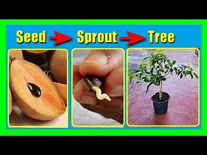 How to Grow Chiku/Sapodilla Tree from Seeds | Chiku Seed Germination