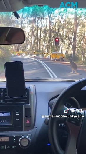 Australia's Obedient Kangaroo at Megalong Valley
