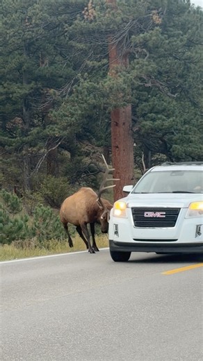 Bull Elk 🦌 in Estes park smashes into a car with his antlers