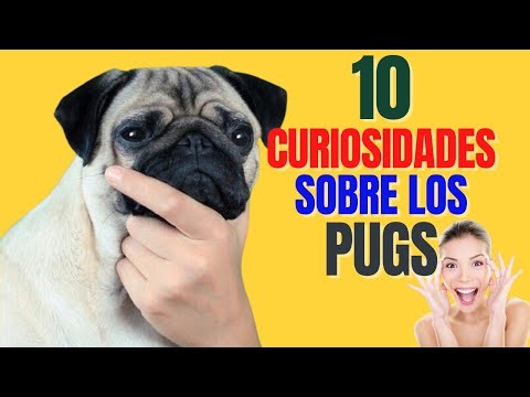 TODO SOBRE LA RAZA PUG "10 DATOS CURIOSOS QUE DEBES DE SABER" | 10 COSAS que DEBES SABER de un PUG