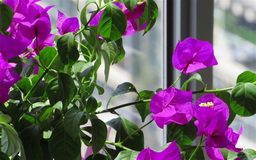 佳能 Canon sx540 拍照表现力