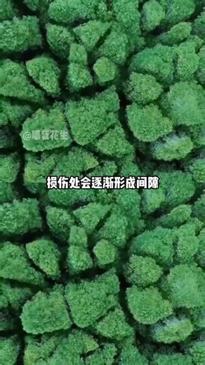 Hidden Boundaries of Nature: The Shy Tree Canopy