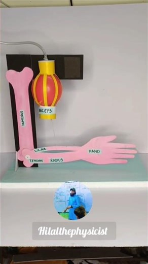 Arm and muscles working models | physics project #schoolproject #creativity #science #physics