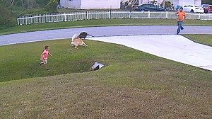 German shepherd protects child from aggressive dog