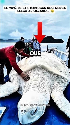 La Triste Vida de las Tortugas Bebé 🐢💔