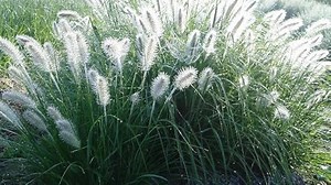 Stauden Gänge 10 x Pennisetum alopecuroides 'Hameln' im 1 Liter Topf (Ziergras/Gräser/Winterhart/Mehrjährig/Staude/Stauden) Lampenputzergras - Vielseitige Eleganz für moderne Landschaften