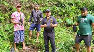 I, Farm Boy! Planting Giant Bamboo Marami ang nagtatanong kung paano daw itanim ang mga plantig materials ng Giant Bamboo na ipinamamahagi ko sa boung Pilipinas. Hindi po ako expert sa Bamboo Farming at kamakailan ko lang inumpisahan ang pagpaparami ng semilya ng Giant Bamboo sa aking nursery sa Kidapawan City. Pero sa tulong ng ating mga kaibigan na matagal nang involved sa Bamboo Industry, tulad ni Myrna Decipulo na kinikilalang Nanay ng Giant Bamboo Propagation Program, at nina Rod Bioco, Bob