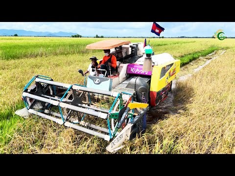 Perfect Operation Combine Harvester Working Skills In Deep Water Rice Harvesting Machine