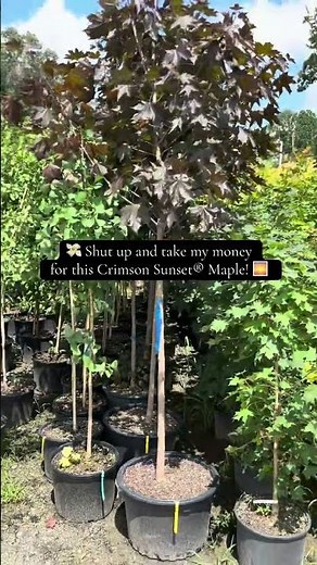 Acer truncatum x 'Crimson Sunset' Shantung Maple at MrMaple🍁com